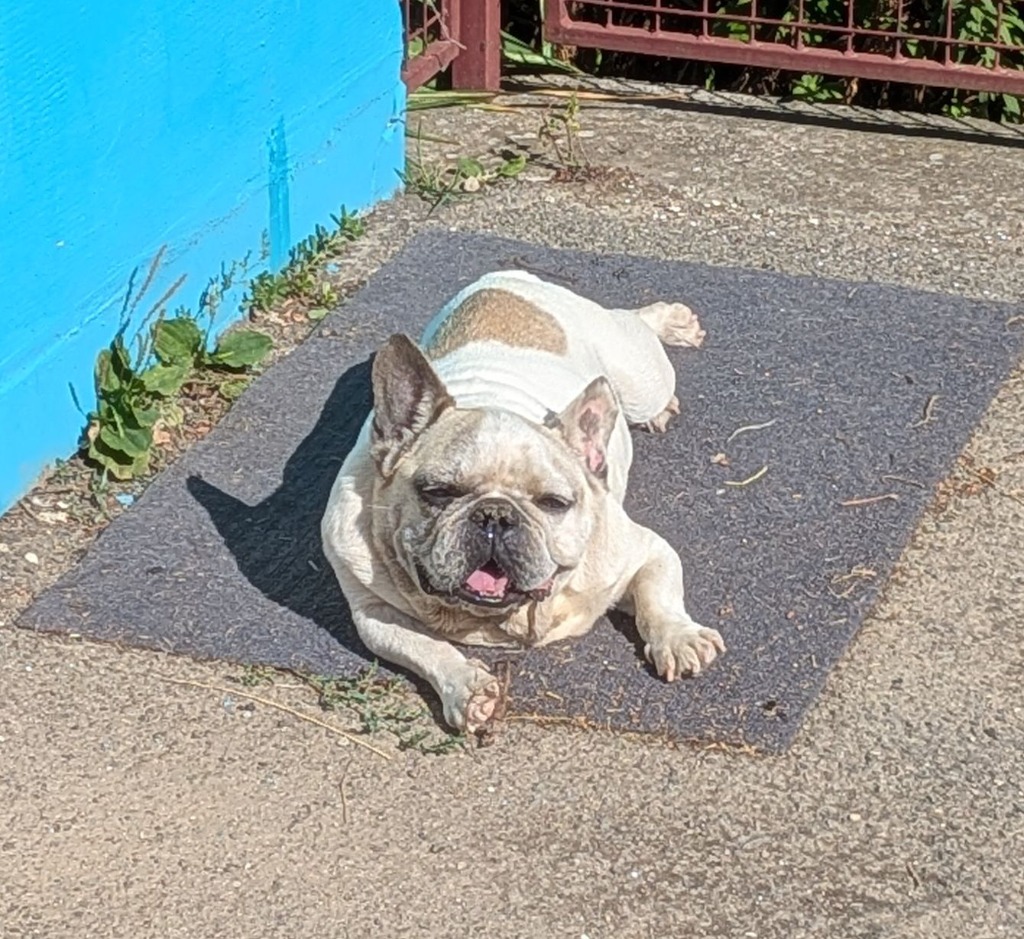 Napozó francia bulldog